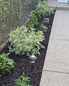 Garden bed with colorful flowers